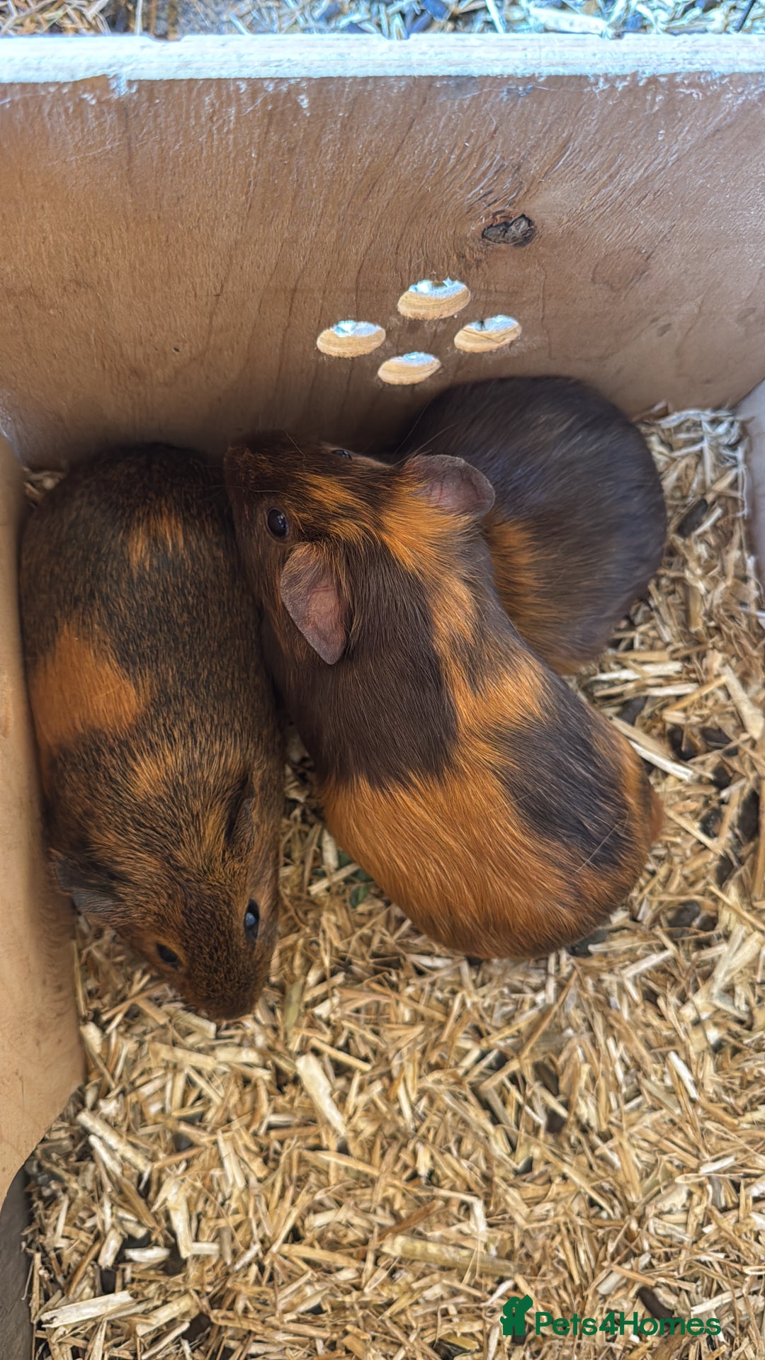 Guinea Pig rodents for sale: 4 boy piggies  - Image 5