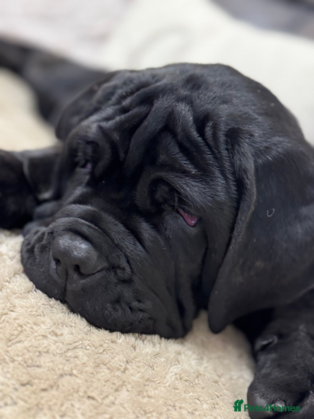 Mastiff dogs for sale: 2 Neapolitan mastiff puppies black girls  - Advert 37