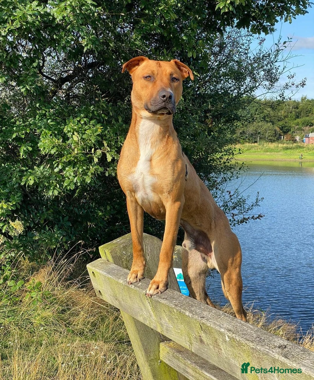 Mixed Breed dogs for sale: Bull Herder pups for sale  - Image 12