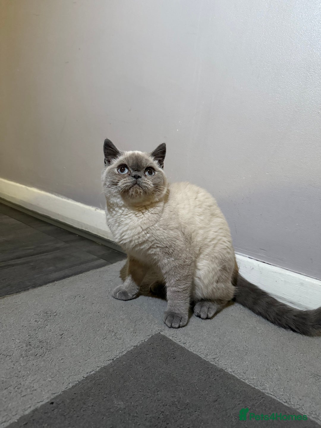 British Shorthair cats for sale: Male British shorthair for sale!  - Image 1