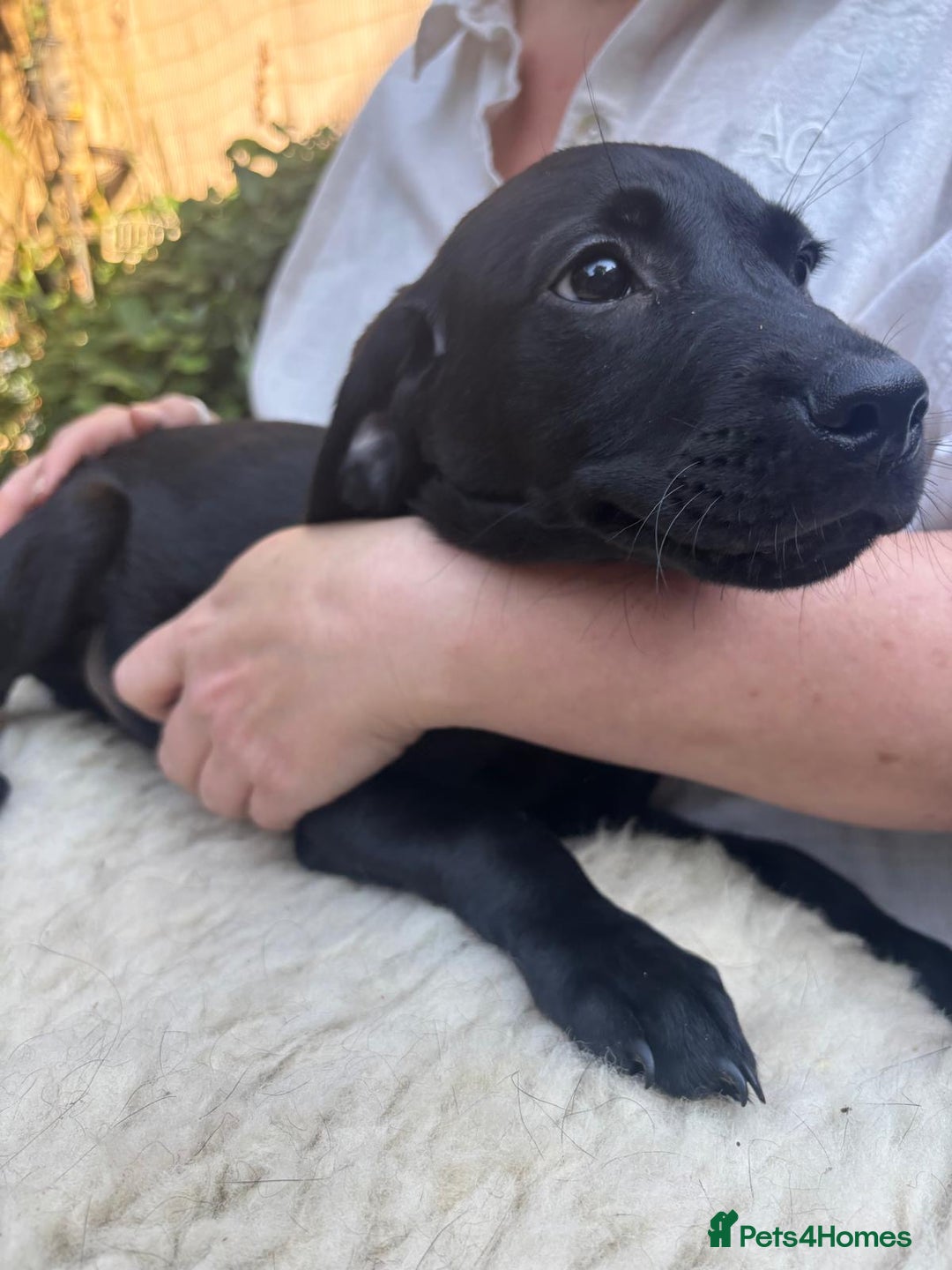 Mixed Breed dogs for sale: 3 Male, Black Labrador Cross puppies  - Image 13