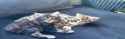 Maine Coon cats for sale: Maine coin x bengal kittens  in Melksham - Advert 9