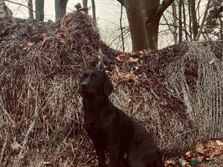 Labrador Retriever dogs Labrador cross golden retriever for stud - Advert 1