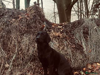 Labrador Retriever dogs Labrador retriever for stud - Advert 4