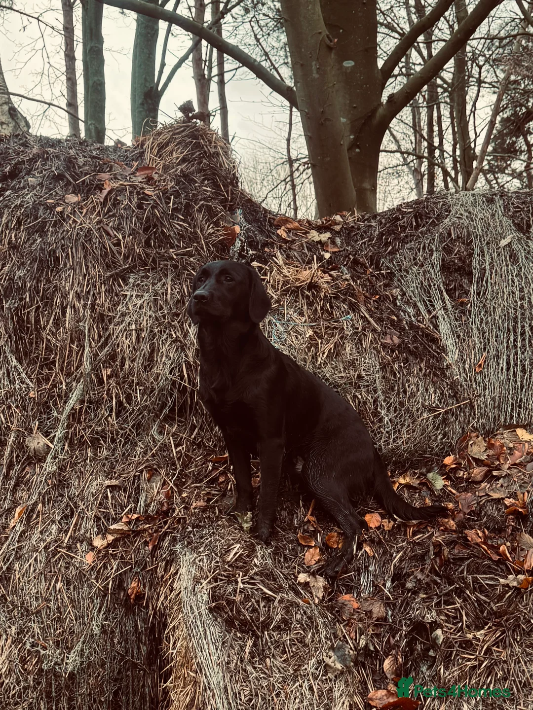 Labrador Retriever dogs for stud: Proven Labrador retriever for stud  - Advert 4