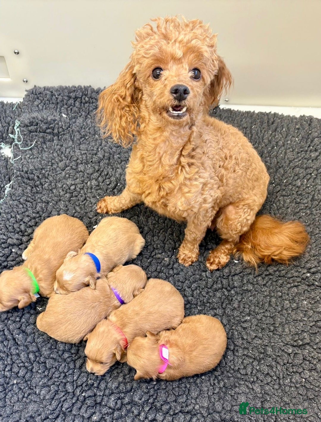 Maltipoo dogs for sale: Red Toy Maltipoos  - Advert 2