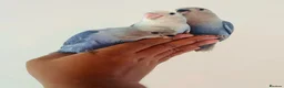 Lovebirds birds for sale: Hand reared lovebirds for sale  - Advert 11