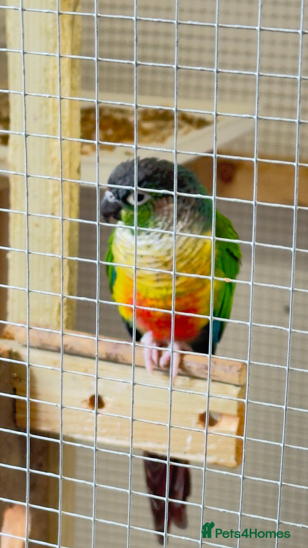 Conures birds for sale: Pair Conure - Advert 2