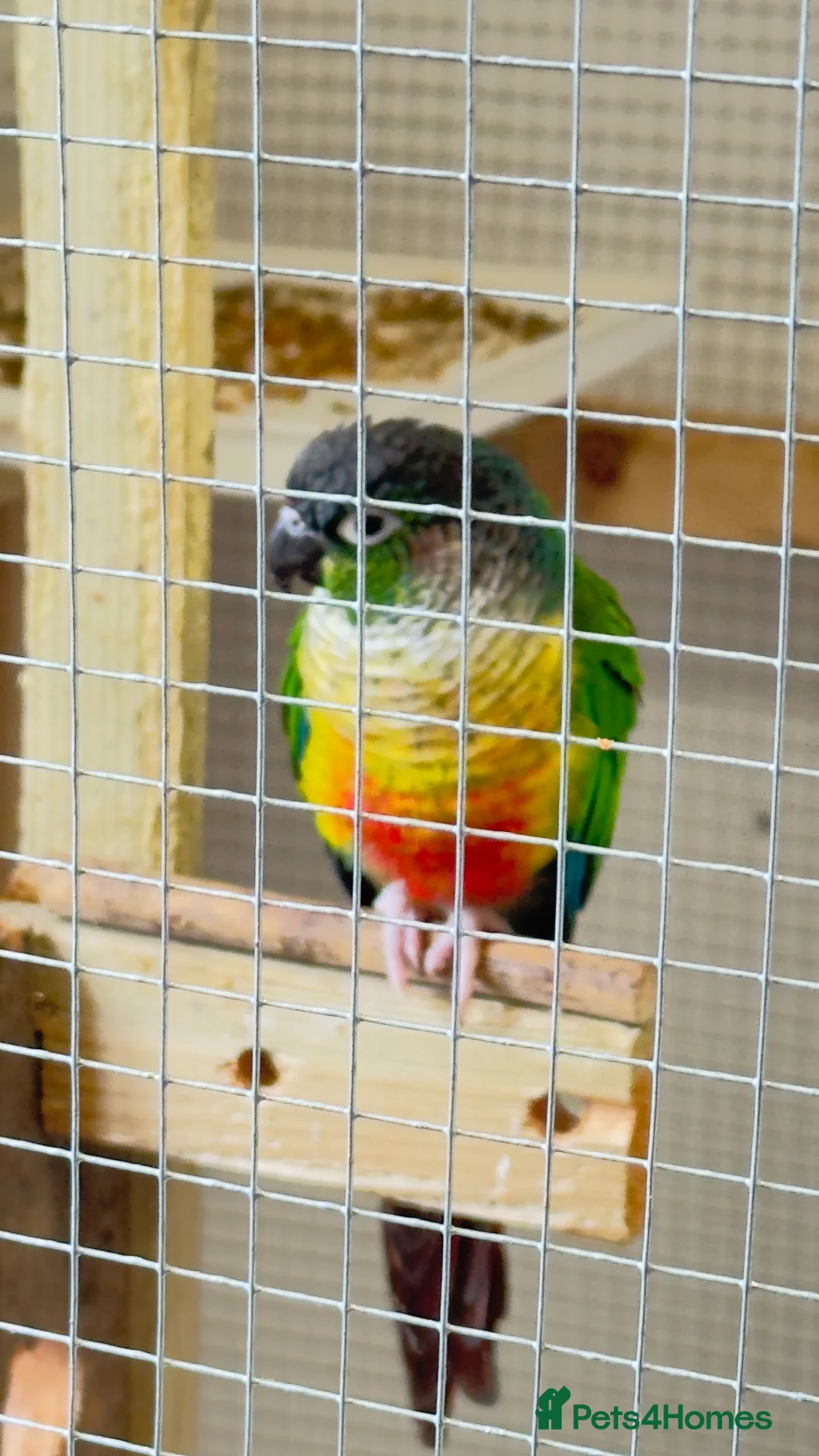 Conures birds for sale: Pair Conure - Advert 2