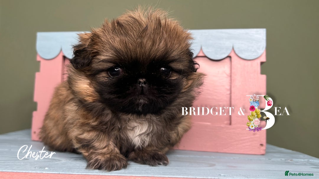 Pekingese dogs for sale: ⭐️QUALITY KC PUPS⭐️ - Advert 25