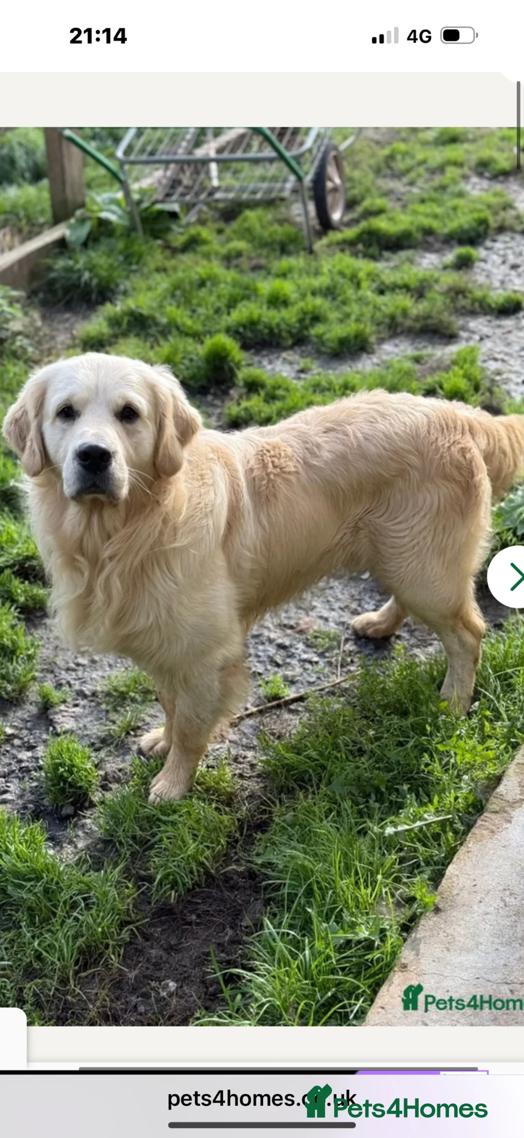 Golden Retriever dogs for sale: ⭐️KC reg male  ⭐️ - Advert 2