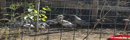 Ducks poultry for sale: Indian Runner Ducks - Advert 4