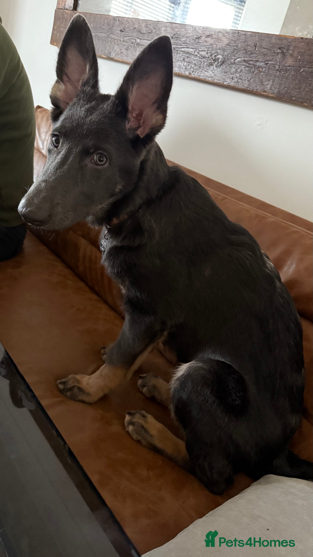 German Shepherd dogs for sale: Beautiful unusual colour (blue) female GSD - Advert 4