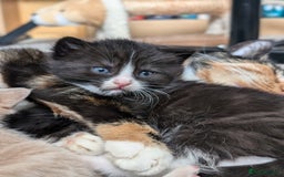Mixed Breed cats for sale: Beautiful healthy kittens - ONLY 2 AVAILABLE 😍😍 - Image 17