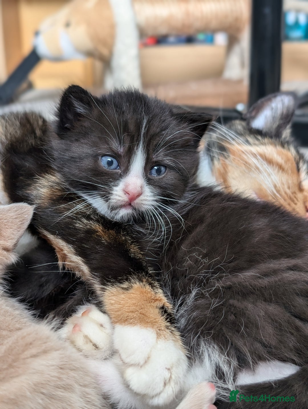 Mixed Breed cats for sale: Beautiful healthy kittens - ONLY 2 AVAILABLE 😍😍 - Image 17