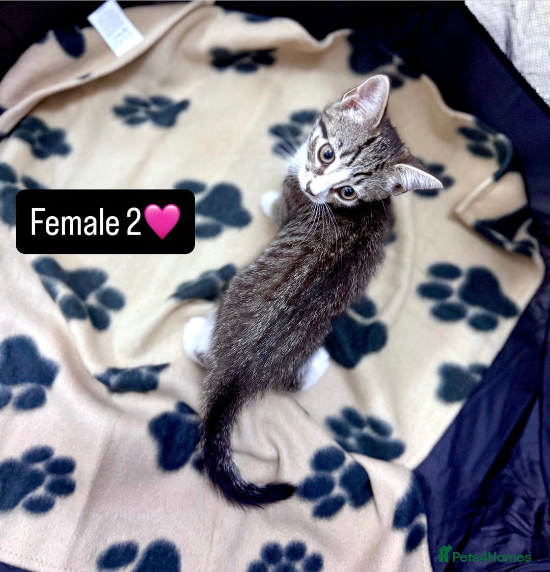 Domestic Shorthair cats for sale: 4 kittens available  - Image 5