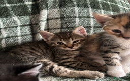 Domestic Shorthair cats for sale: Beautiful shorthair mixed colour kittens  - Image 6