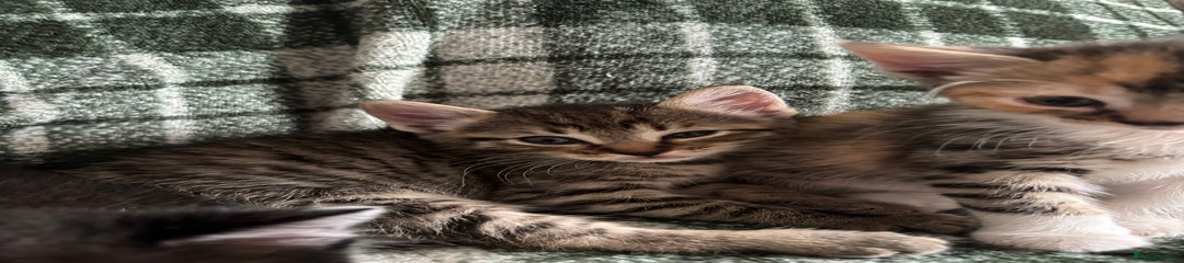 Domestic Shorthair Kitten 3
