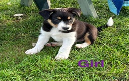 Border Collie dogs for sale: Beautiful Border collie pups - Image 5