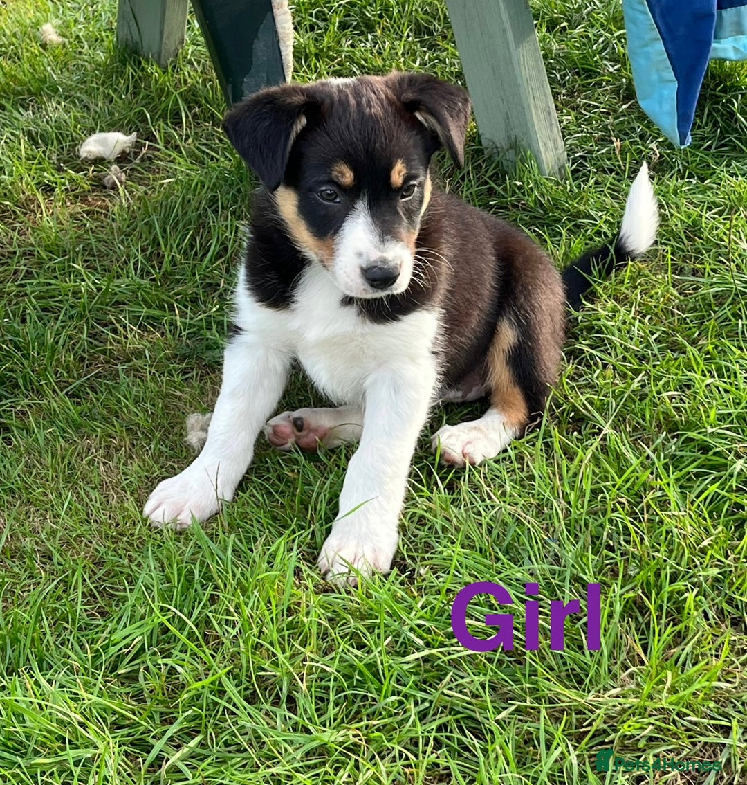 Border Collie dogs for sale: Beautiful Border collie pups - Image 5