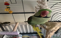 Parrots birds for sale: Felix the Alexandrine Parakeet - Advert 4