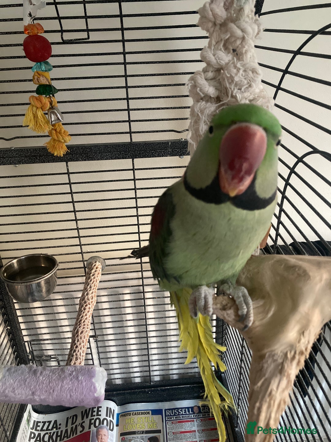 Parrots birds for sale: Felix the Alexandrine Parakeet - Advert 4