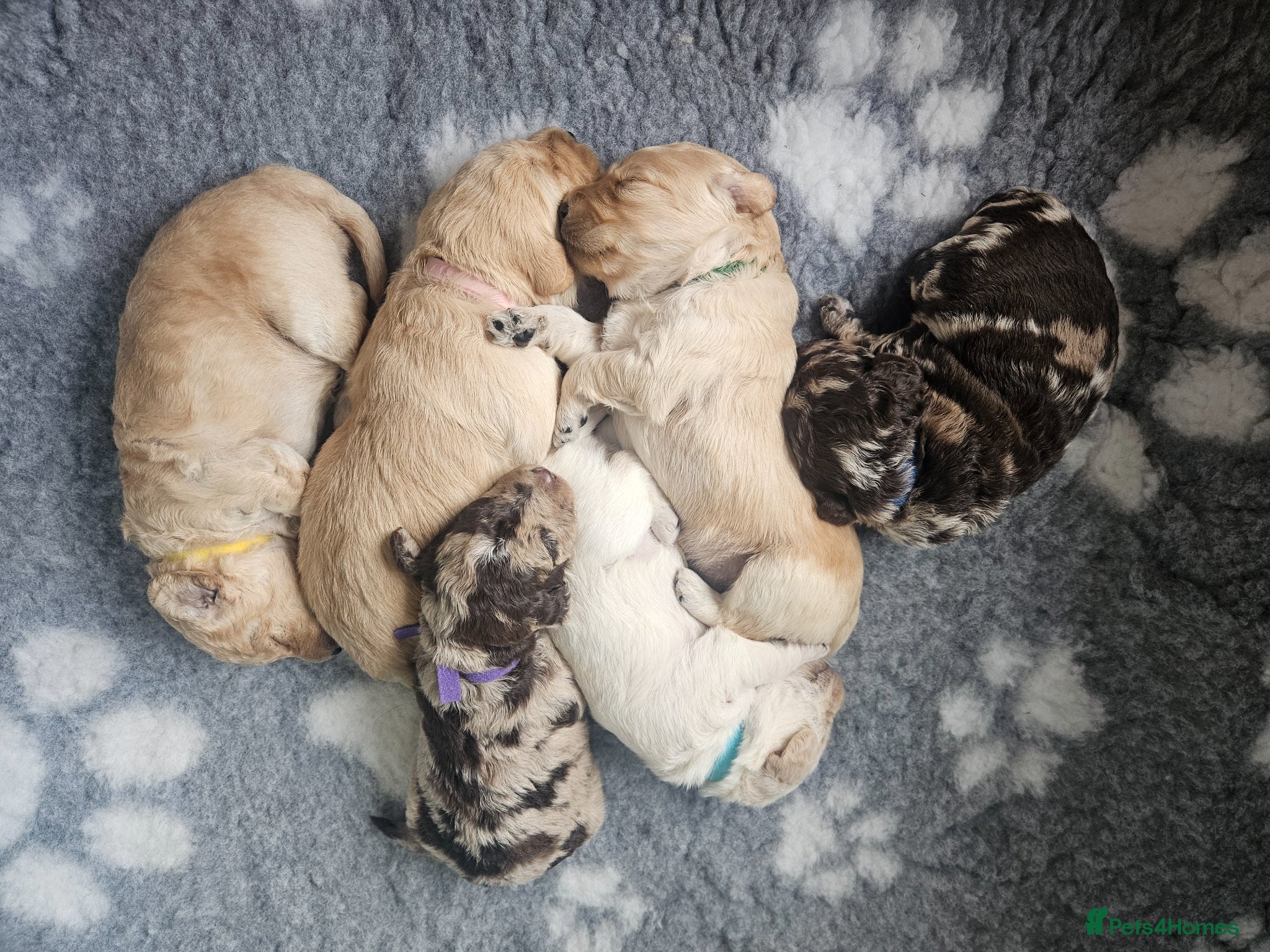 Labradoodle dogs 🌟🐶 Gorgeous miniature labradoodles F2 🐶🌟 - Advert 1