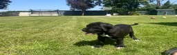 Cane Corso dogs for sale: Beautiful Cane Corso Puppies – 1 Girl Left - Advert 20