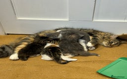 Ragdoll cats for sale: Beautiful half Ragdoll kittens for sale - Image 4