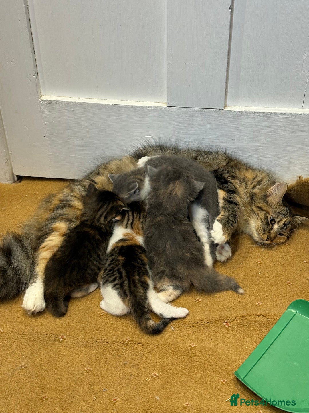 Ragdoll cats for sale: Beautiful half Ragdoll kittens for sale - Image 4