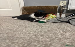 Mixed Breed cats for sale: Playful little boy - Image 2