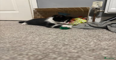 Mixed Breed cats - Advert 11