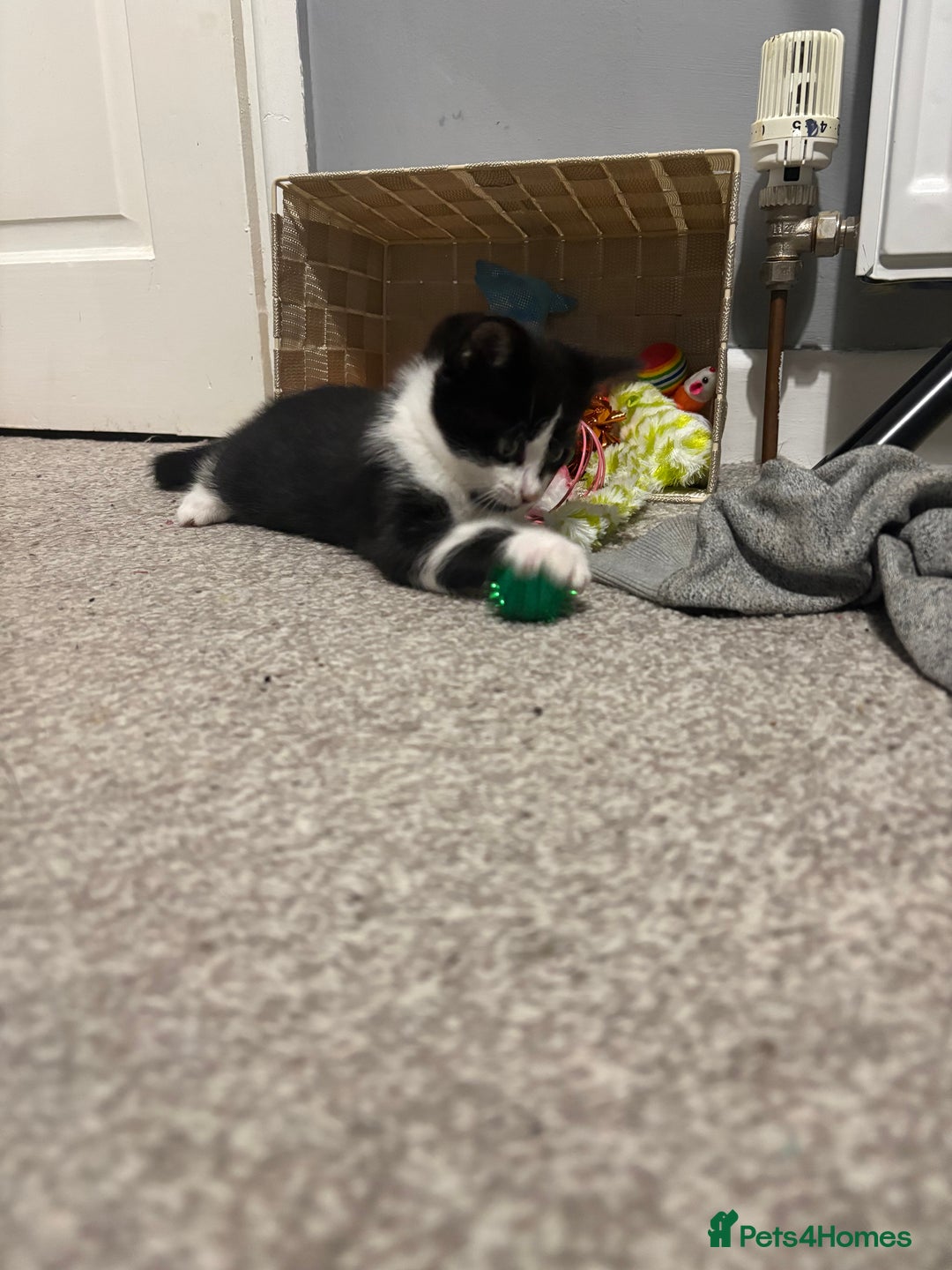 Mixed Breed cats for sale: Playful little boy - Image 2