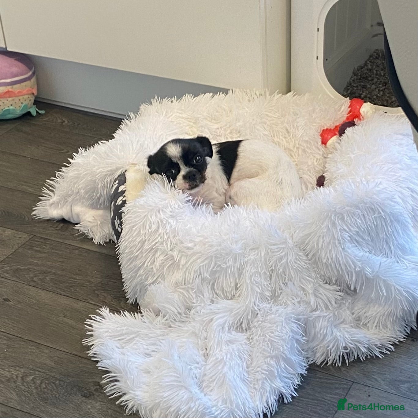 Chorkie dogs Chihuahua mix  - Advert 1