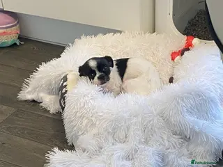 Chorkie dogs Chihuahua mix - Advert 2