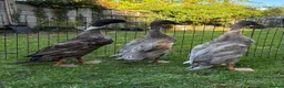 Ducks poultry for sale: Indian Runner Drakes  in Wallingford - Advert 2