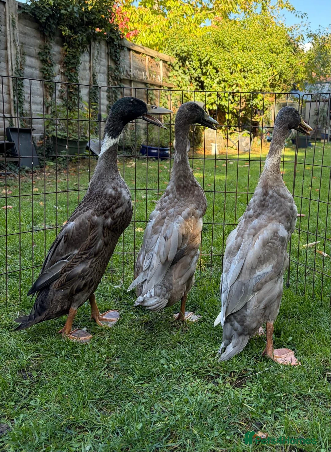 Ducks poultry for sale: Indian Runner Drakes  in Wallingford - Advert 2