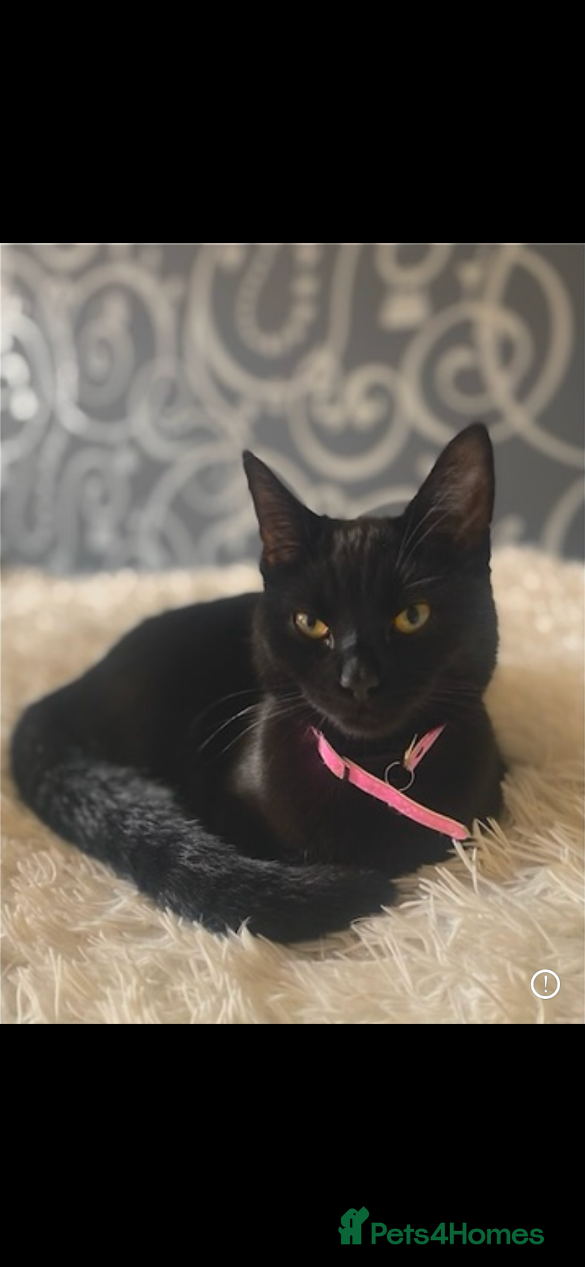 Mixed Breed cats Beautiful twin kittens  - Advert 17