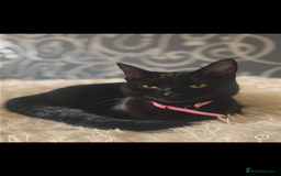 Mixed Breed cats for sale: Beautiful twin kittens  - Image 1