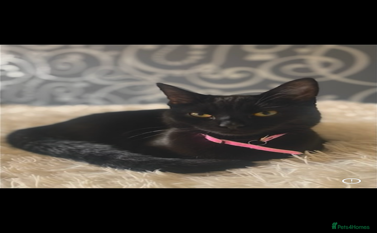 Mixed Breed cats - Advert 5