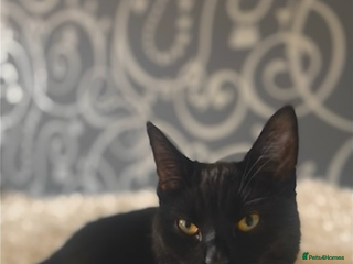 Mixed Breed cats for sale - Advert 1