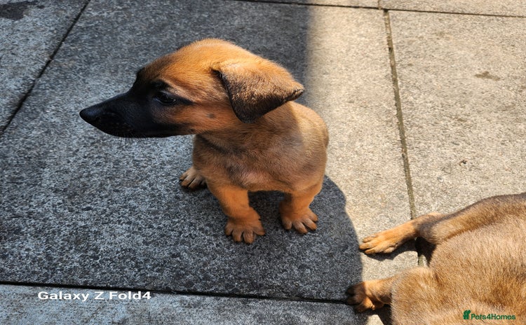 Belgian Shepherd Dog dogs - Advert 16