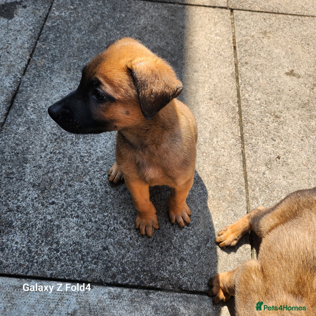 Belgian Shepherd Dog dogs for sale: Malinois x dutch herder  - Image 1