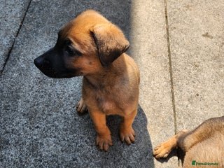 Belgian Shepherd Dog dogs - Advert 26