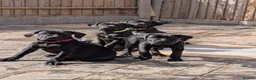 Cane Corso dogs for sale: Black female cane corsos puppies  - Advert 2