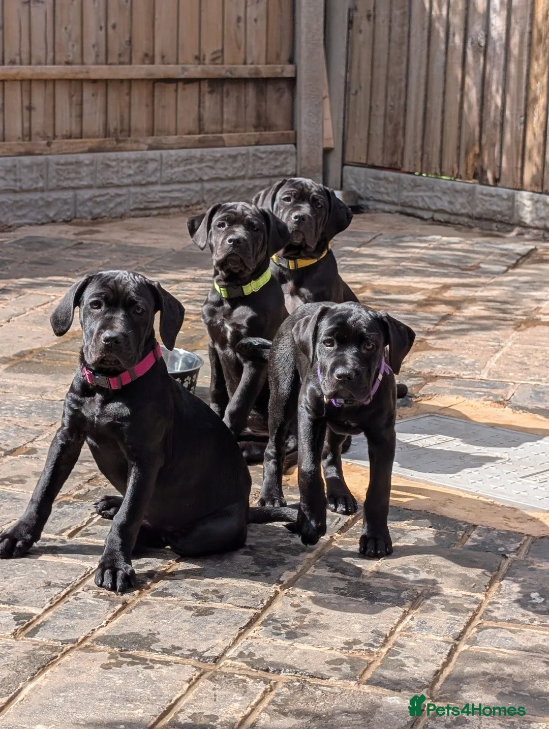 Cane Corso dogs for sale: Black female cane corsos puppies  - Advert 2