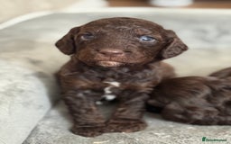 Cockapoo dogs for sale: 🐾Beautiful F2 cockapoos  🐾 - Image 26