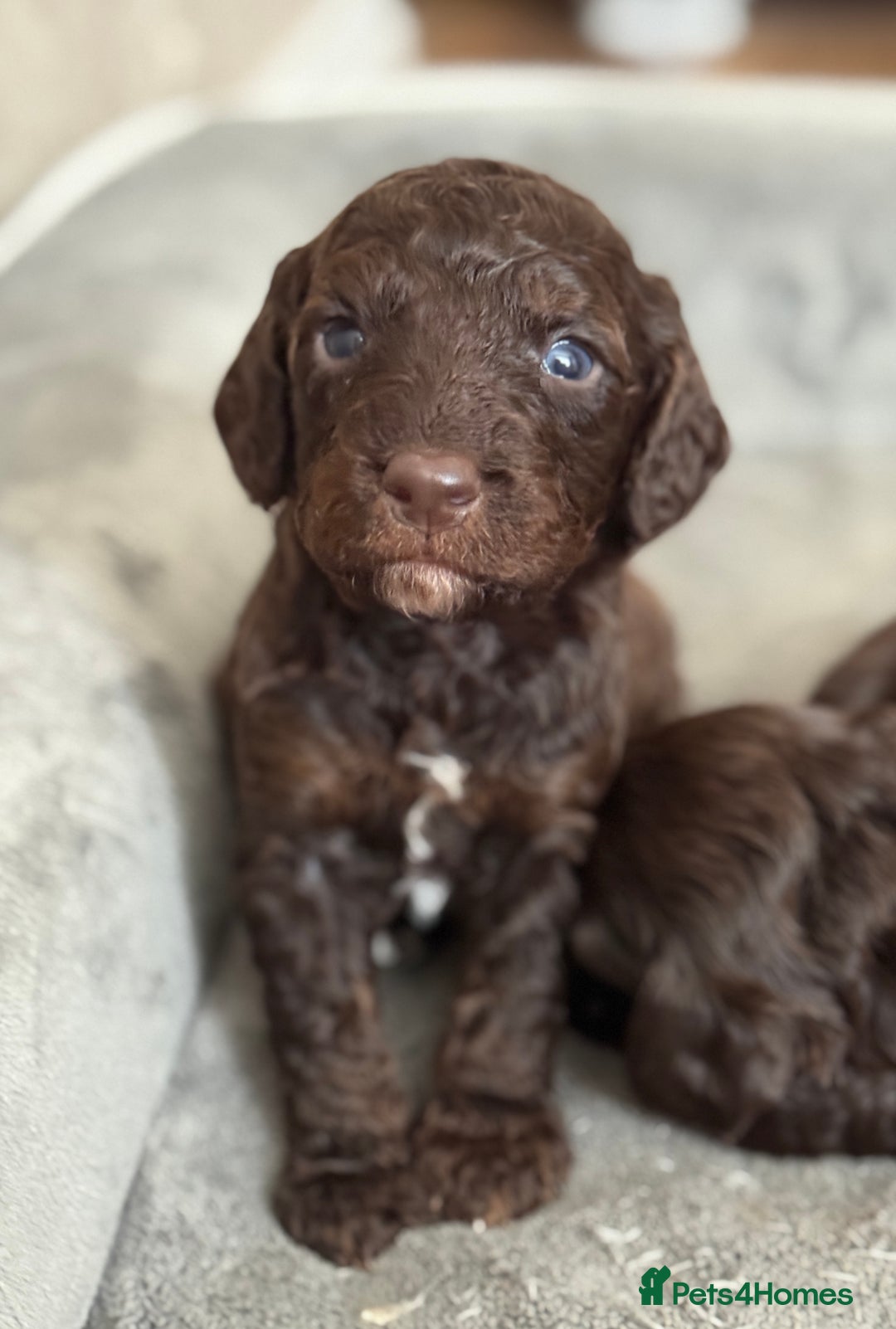 Cockapoo dogs for sale: 🐾Beautiful F2 cockapoos  🐾 - Image 26