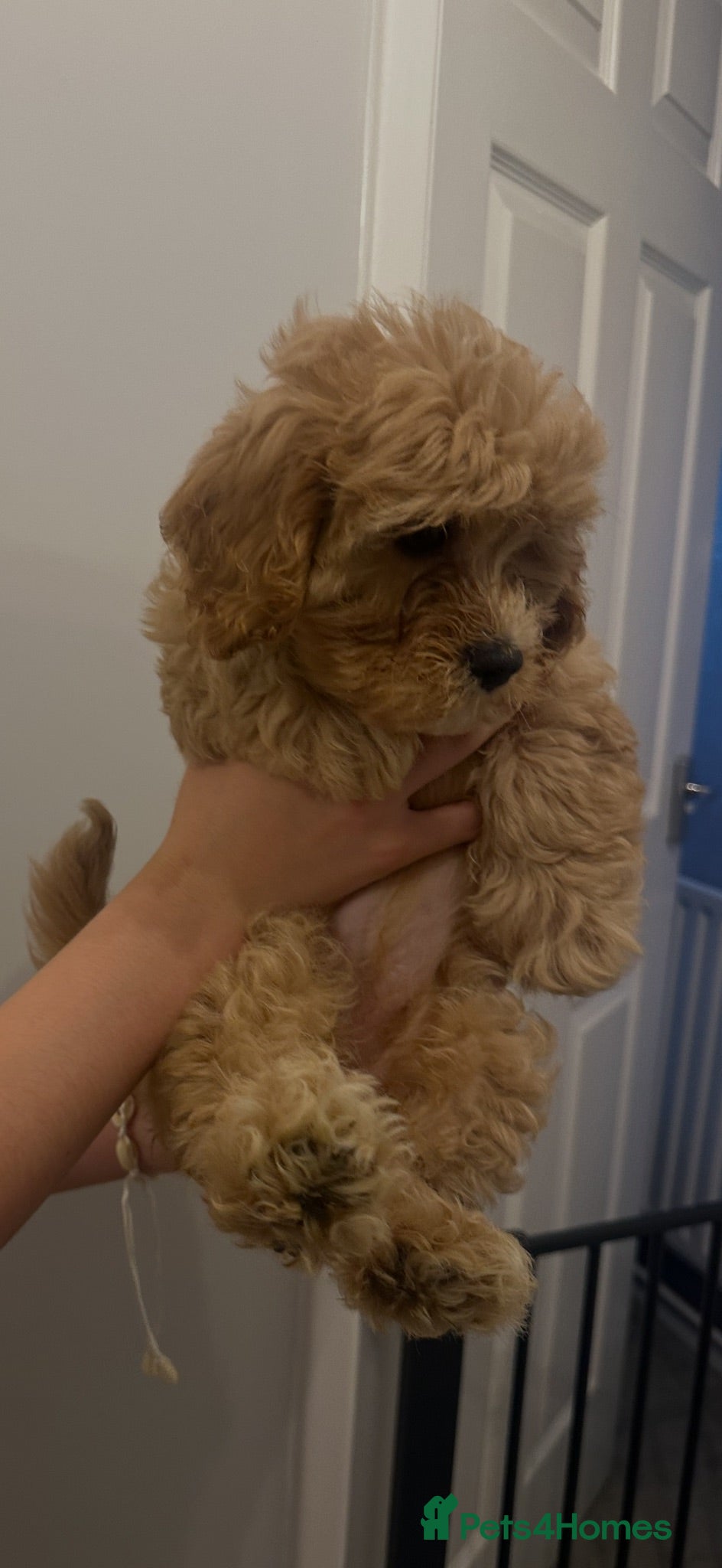 Mixed Breed dogs Cavachon Beautiful bundle of fluff  - Advert 11