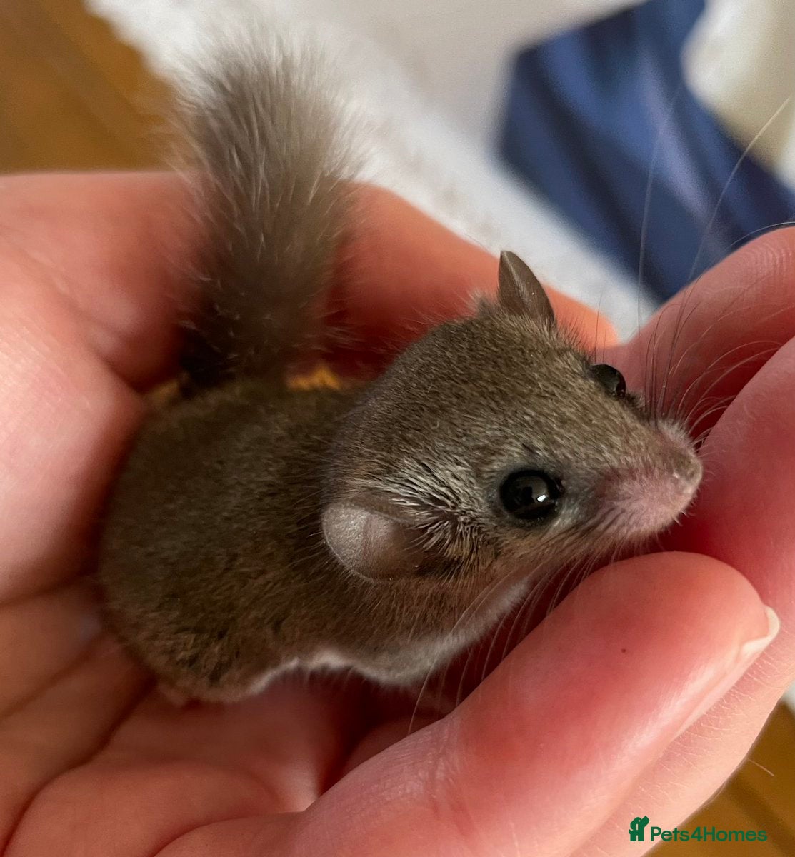 Mouse rodents African pygmy dormice!  - Advert 1